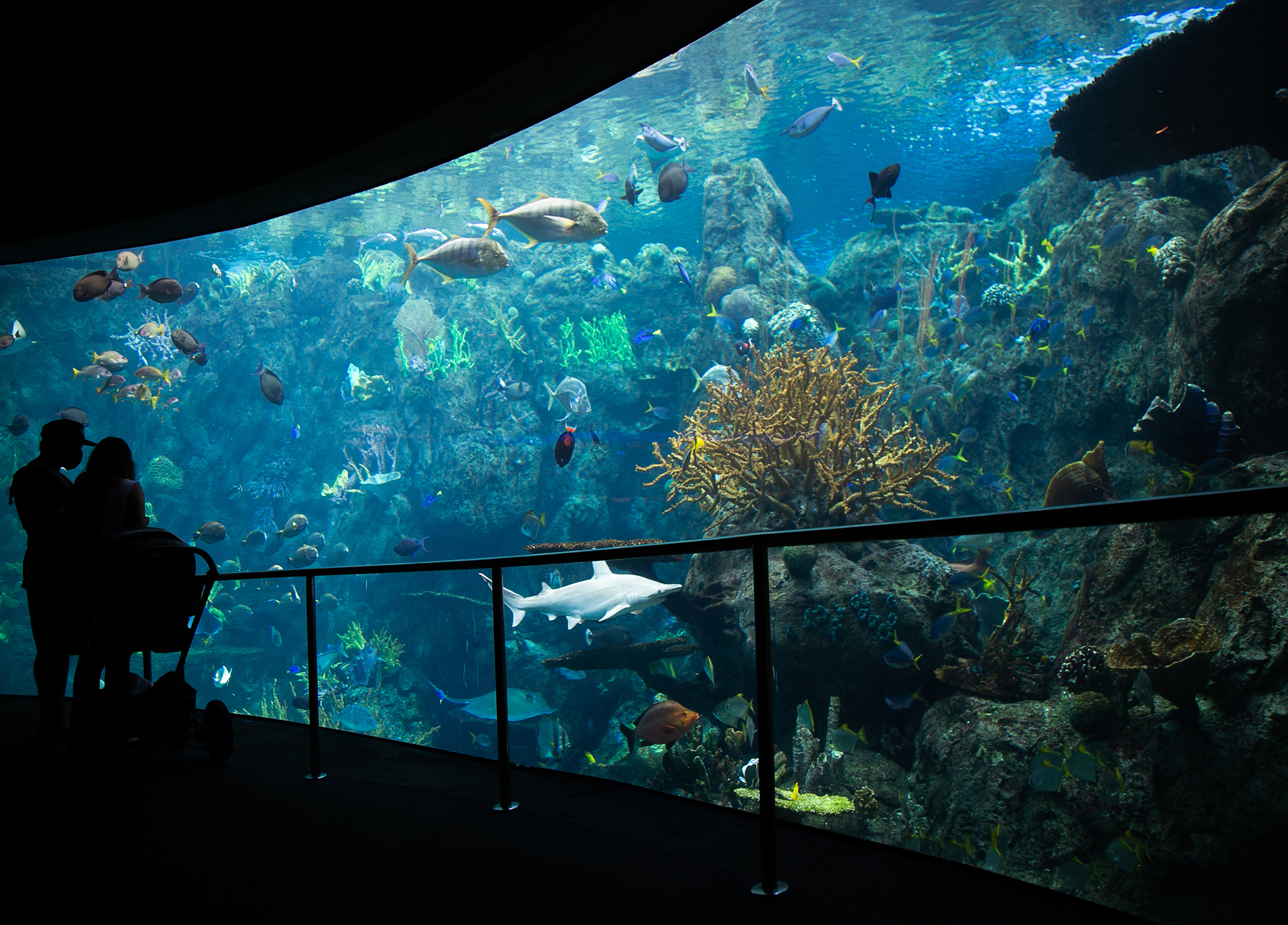 Aquarium of the Pacific